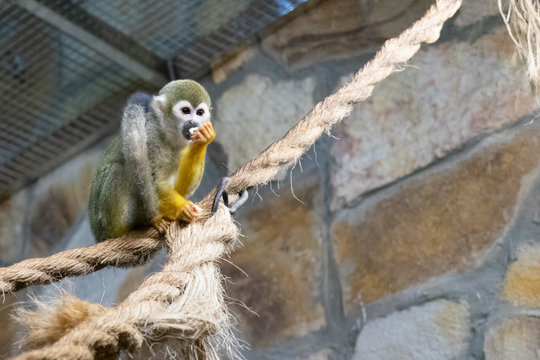 Common squirrel monkey sitting on the rope and eating in the zoo. Saimiri sciureus.