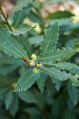 Laurus nobilis
