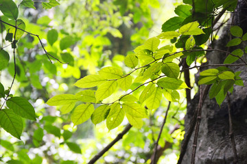 green leaves on the tree