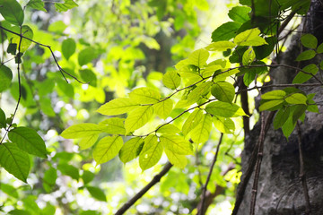 Fototapeta na wymiar green leaves on the tree