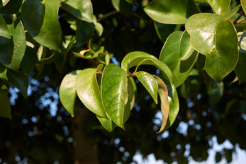 Ligustrum lucidum