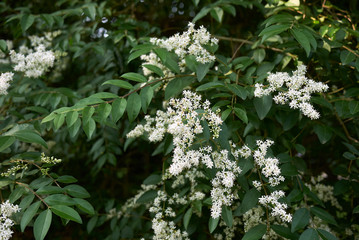 Ligustrum vulgare