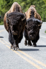 American buffalos