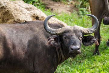 African buffalo in field
