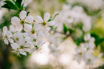 Obraz na płótnie Canvas White flowers of cherry trees. Spring flowering of fruit trees.