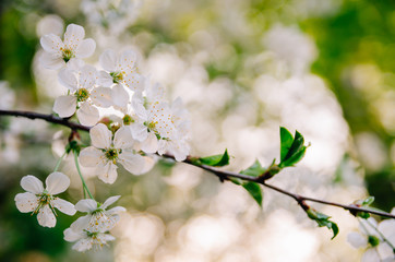 White flowers of cherry trees. Spring flowering of fruit trees.