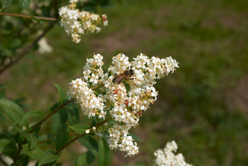 Ligustrum vulgare