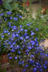Lobelia erinus