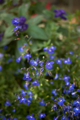 Obraz premium Lobelia erinus