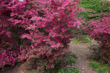 Loropetalum chinense rubrum