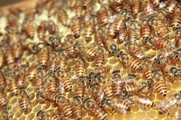 Fototapeta premium Bee colonies. Worker bees on honeycomb.