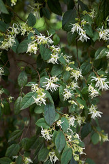 Loropetalum chinense