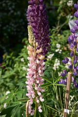 Lupinus polyphyllus