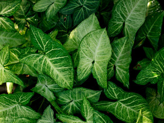 tropical green climbing plant, leaves background, earth day concept