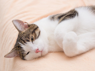 Beautiful cat lying on a sofa at home, place for text