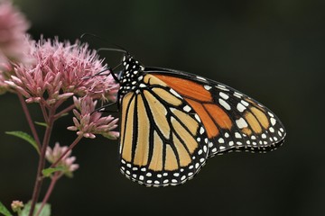 butterfly on flower