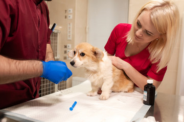 Veterinary doctors exam little corgi dog in manipulation room of pet clinic. Pet health care