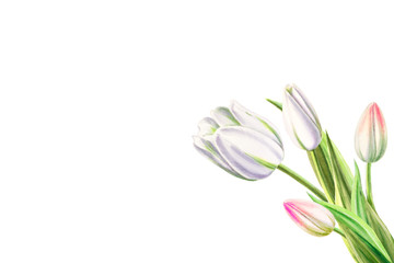 Beautiful white tulip composition. Bouquet. Marker drawing. Watercolor painting. Floral composition of design elements. Greeting card. Wedding, birthday. Painted background. Hand drawn illustration.