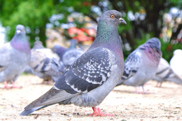 Pigeons doves eat piece of bread on ground, close up.