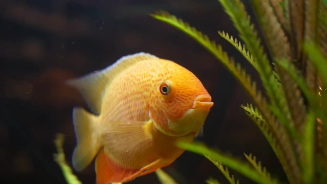 Golden fish swimming in glass tank with green water plant. Frame. Close for the amazing goldfish face and tail with green plants on dark background.