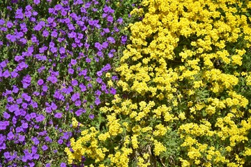 Colorful summer flowers background. Spring yellow and purple flowers with selective focus on a flower bed. Summer background with tiny violet and yellow flowers. Summer blooming in the garden 