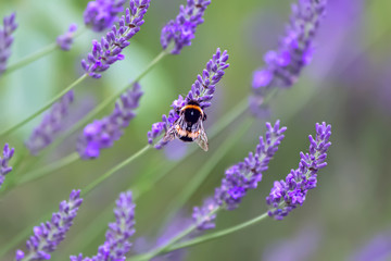 Lavender. Blooming purple lavender flowers and green grass in the meadows or fields. Bumblebee on a lilac flower. 