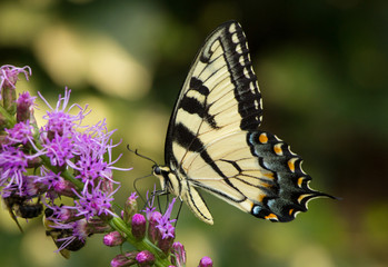 Fototapeta na wymiar Swallowtail