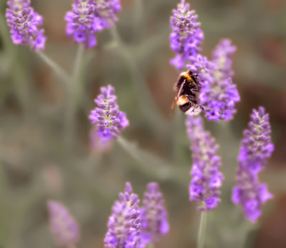 Lavender. Blooming purple lavender flowers and green grass in the meadows or fields. Bumblebee on a lilac flower. 
