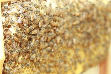 Working bees on honeycomb. Honey comb filled with honey