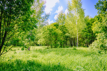Fototapeta na wymiar Sunny summer forest with green grass and trees