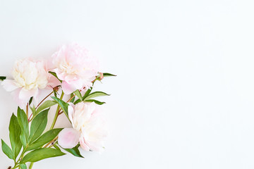 Flat lay composition with light pink peonies on a white background
