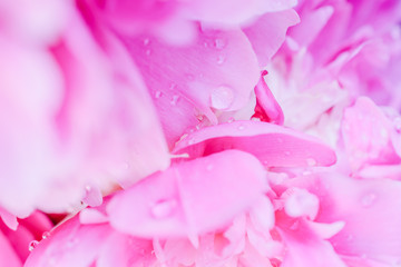 Blurred delicate petals of a pink peony. Unfocused abstract floral background