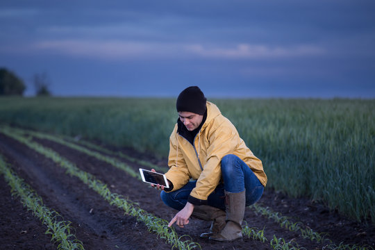 Farmer with tablet in soybean field in spring