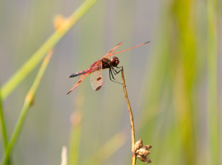 red dragonfly