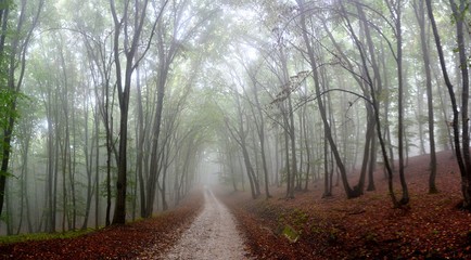 landscape with a foggy road through a forest