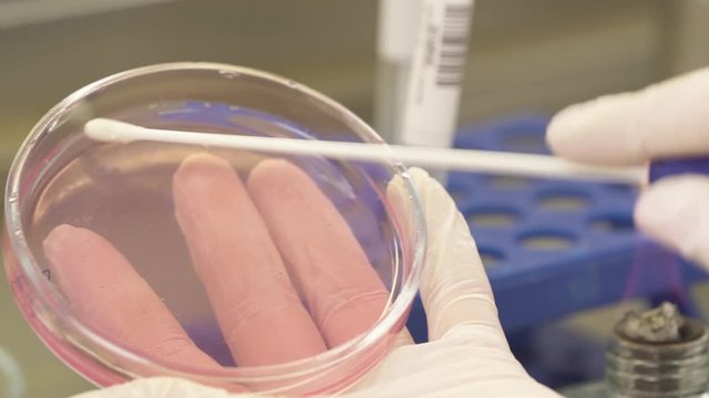 A close-up of scientists hand holding sterile swab and retrieving bacteria from agar petri dish. Scientific and healthcare research concept