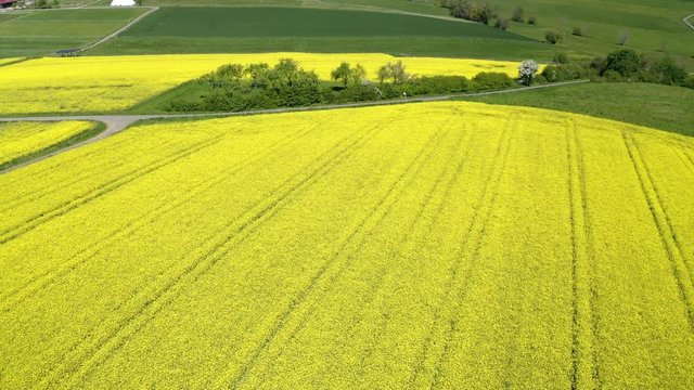 Aerial view, flight over agriculture with cereal fields and rapeseed cultivation, Usingen, Schwalbach, Hochtaunuskreis, Hesse, Germany