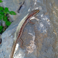 lizard basks in the sun