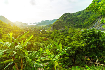 Fototapeta na wymiar Tropical Rainforest Landscape jungle and mountains