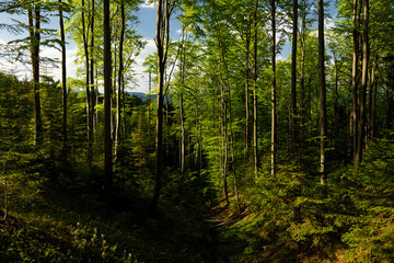 Obraz premium Mieszany wiosenny las w słoneczny wieczór w górach.