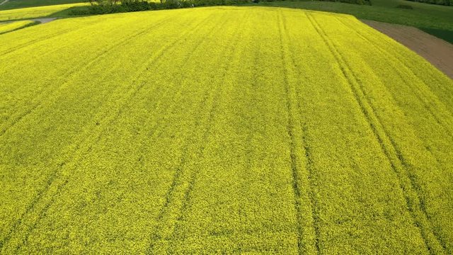 Aerial view, flight over agriculture with cereal fields and rapeseed cultivation, Usingen, Schwalbach, Hochtaunuskreis, Hesse, Germany