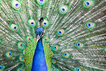 Obraz premium Peacock with all its colors