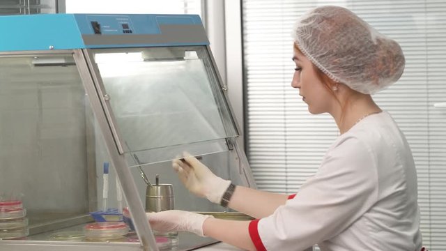 A side view of medical laboratory scientists working in tissue culture hood in laboratory. Scientific and healthcare research concept