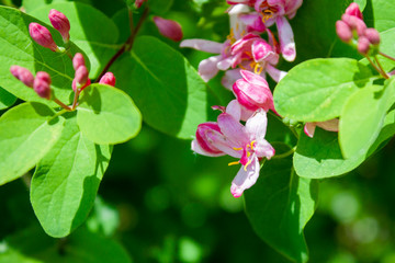 Blooming Lonicera tatarica on a sunny day. Side view of flowers close-up with blurry background.