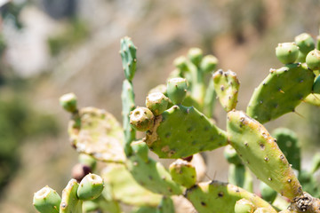 Botanical Garden of Catania Sicily