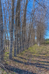 Detailed view of the parallel trees on the herbs field