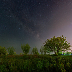 Green trees under the starry sky and Milky Way