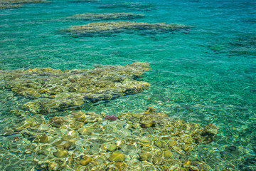Naklejka na ściany i meble clean ecology concept picture of tropic sea bottom nature area with corals and transparent vivid blue and green water