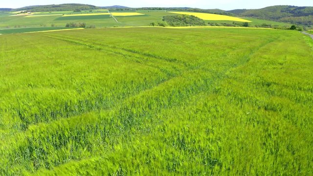 Aerial view, flight over agriculture with cereal fields and rapeseed cultivation, Usingen, Schwalbach, Hochtaunuskreis, Hesse, Germany