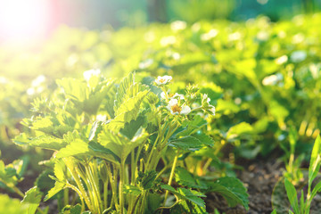Strawberry flowers among the strawberry bushes in the garden
